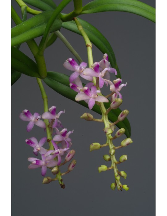 Micropera rostrata orchidée parfumée, vente