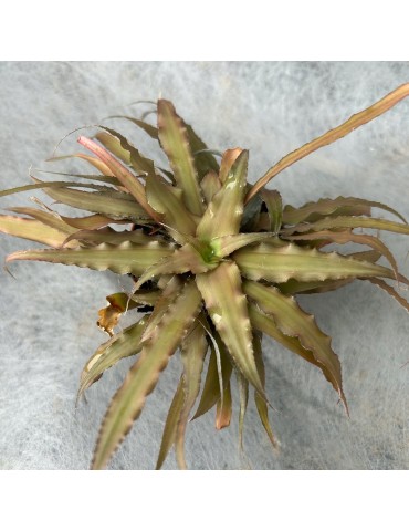 Cryptanthus bivittatus