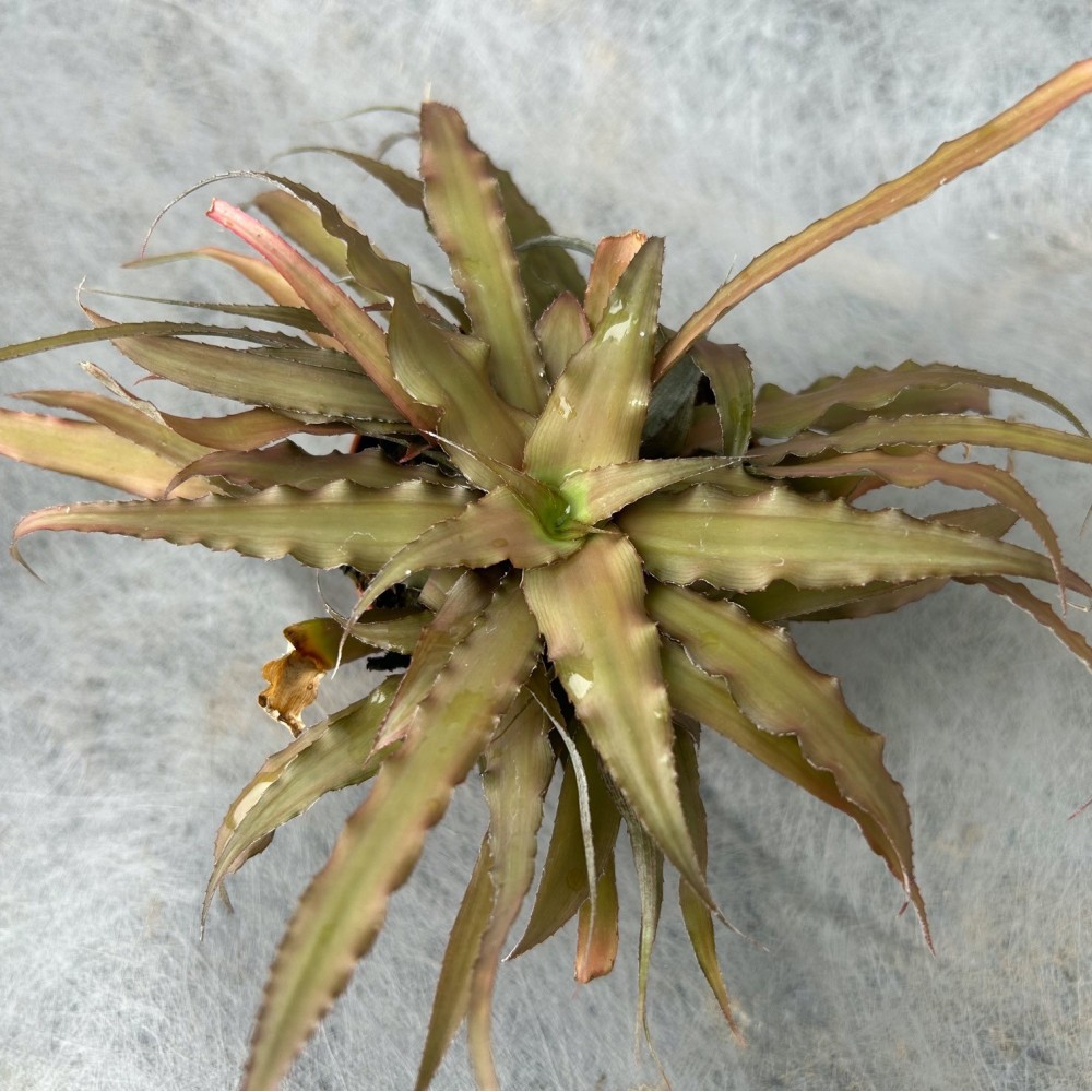 Cryptanthus bivittatus broméliacée, vente