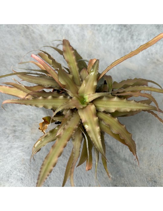 Cryptanthus bivittatus broméliacée, vente