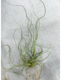 Tillandsia butzii, vente