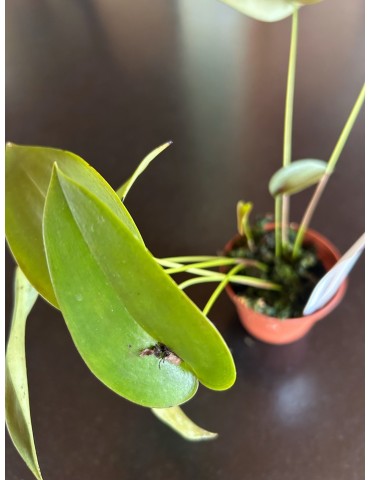 Pleurothallis bivalvis en sphaigne