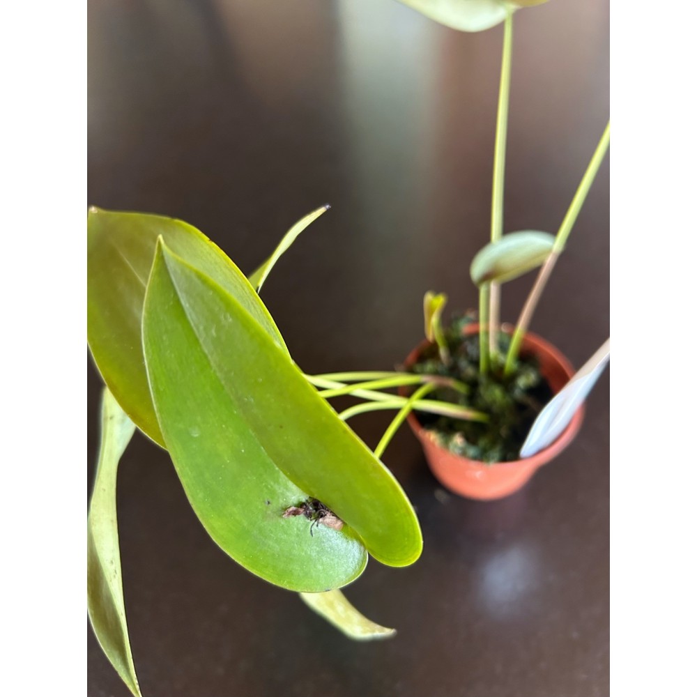 Pleurothallis bivalvis orchidée miniature, vente