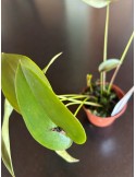Pleurothallis bivalvis orchidée miniature, vente