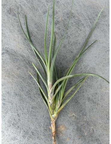Tillandsia albertiana