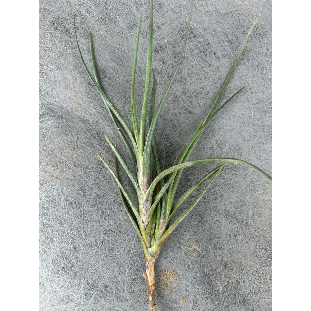 Tillandsia albertiana, vente