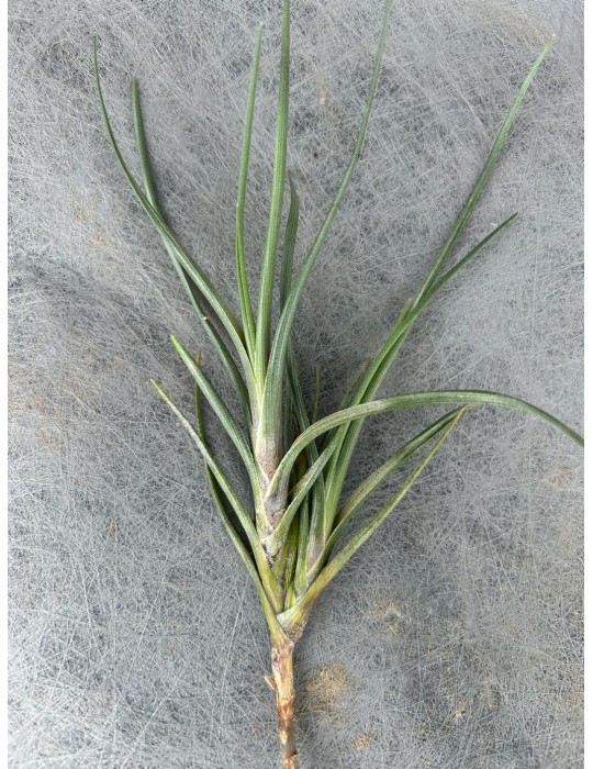 Tillandsia albertiana, vente
