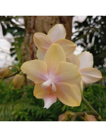 Orchidée Phalaenopsis Bolgheri Lemon, vente 2