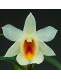 Dendrobium christyanum