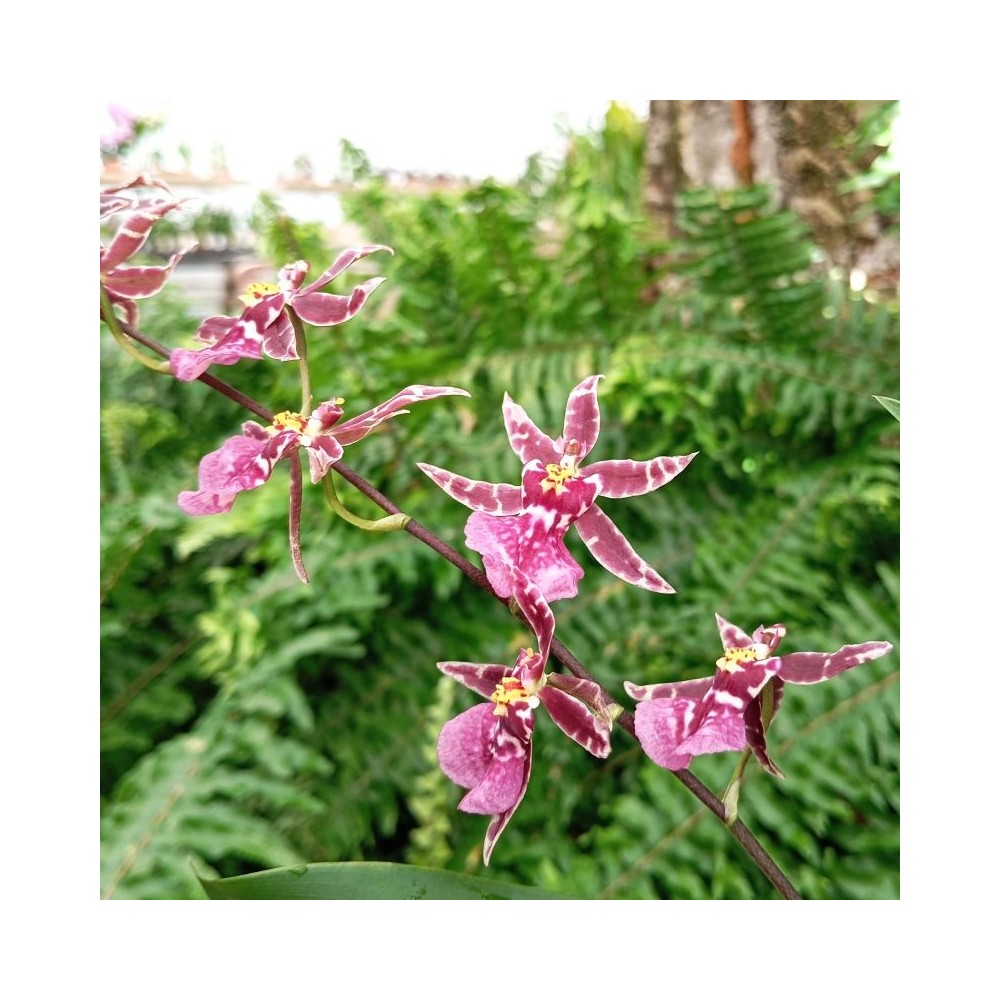 Oncidium Twinkle ‘Jaune’ orchidée, vente Oncidium Twinkle ‘Jaune’ orchidée, vente