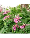 Oncidium Twinkle ‘Jaune’ orchidée, vente