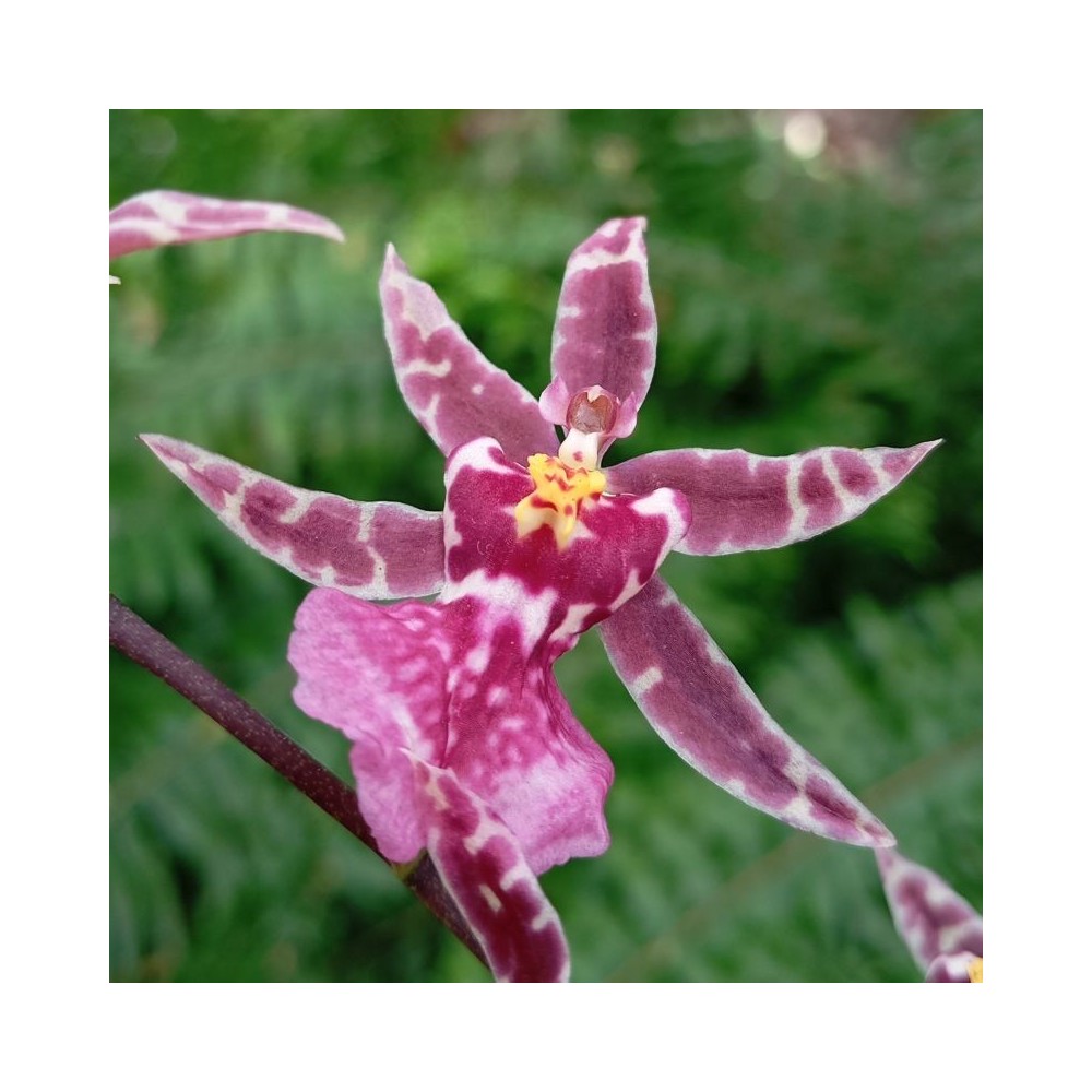 Oncidium Twinkle ‘Jaune’ orchidée, vente