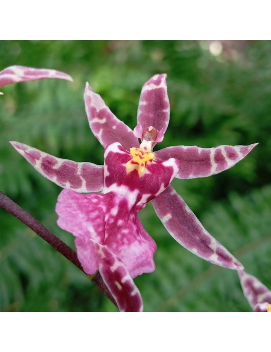 Oncidium Twinkle ‘Jaune’ orchidée, vente