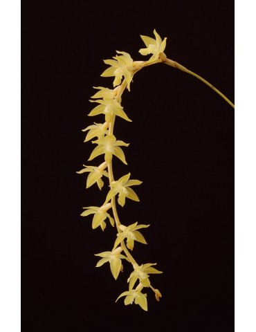 Dendrochilum cornutum