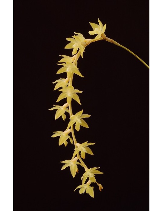 Dendrochilum cornutum