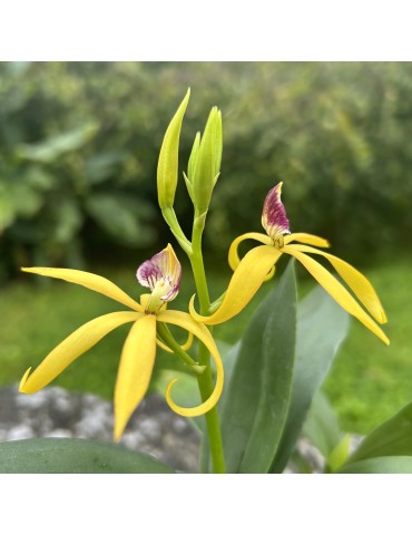 Prosthechea Goldstern