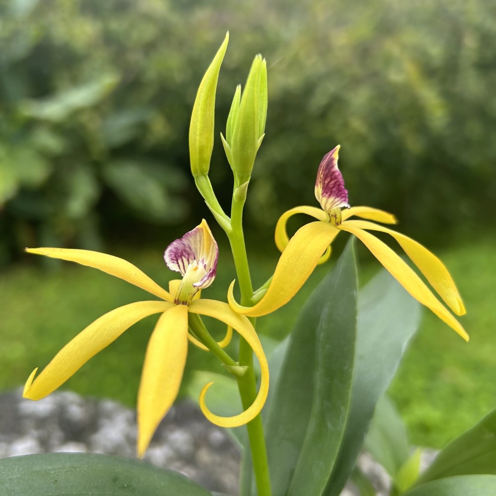 Prosthechea Goldstern orchidée , vente