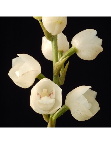 Peristeria elata en sphaigne