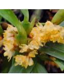 Maxillaria neglecta, vente
