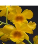 Dendrobium chrysotoxum