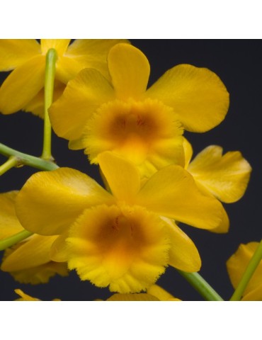 Dendrobium chrysotoxum