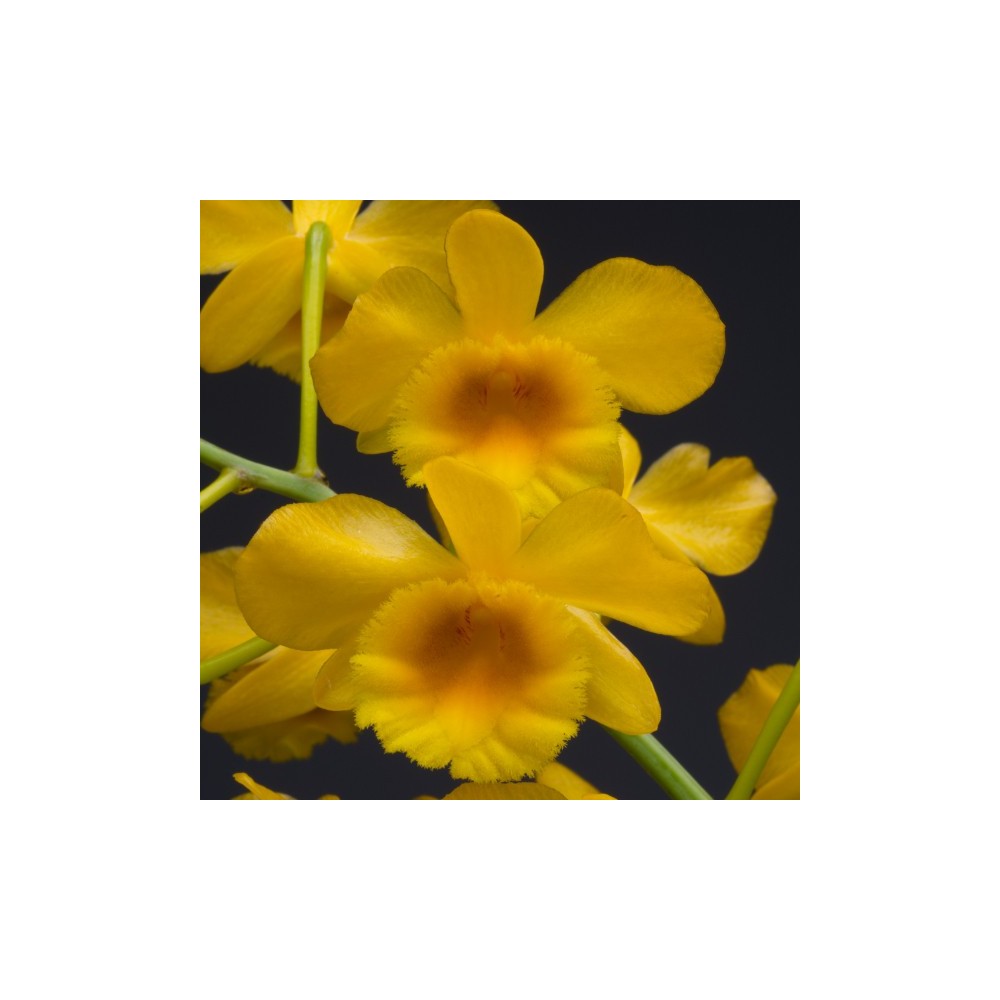 Dendrobium chrysotoxum