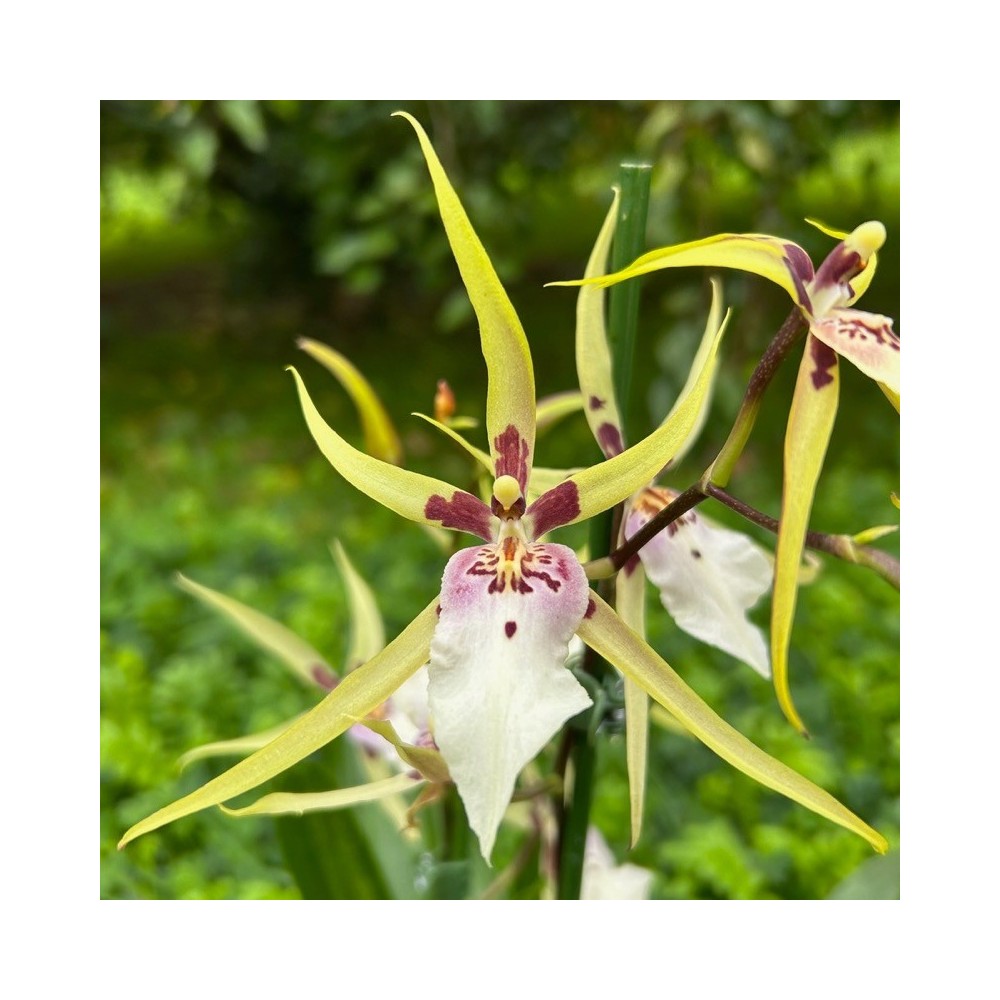 Miltassia orchidée, vente