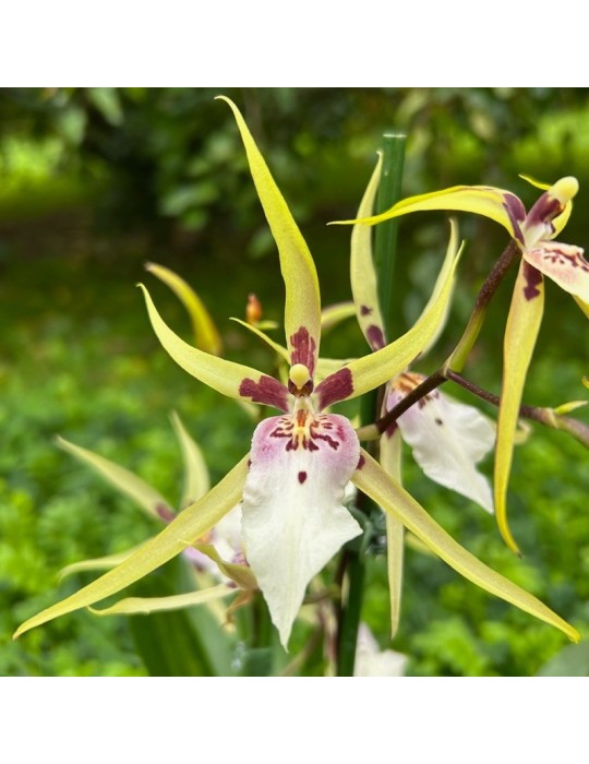 Miltassia orchidée, vente