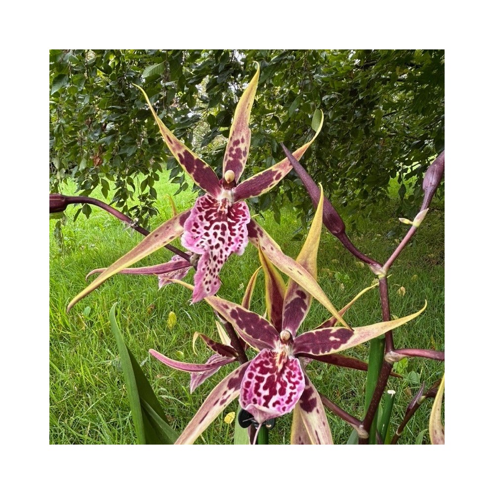 Miltassia orchidée, vente