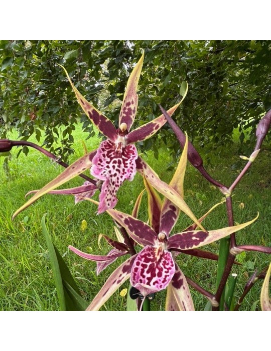 Miltassia orchidée, vente