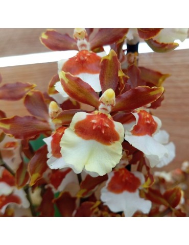 Oncidium Jungle Monarch