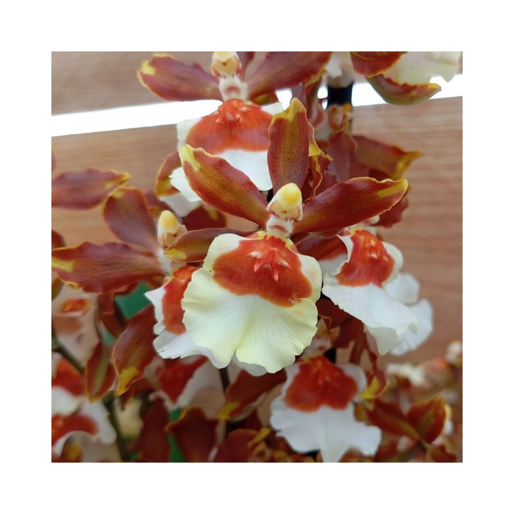 Orchidée Oncidium Jungle Monarch, vente