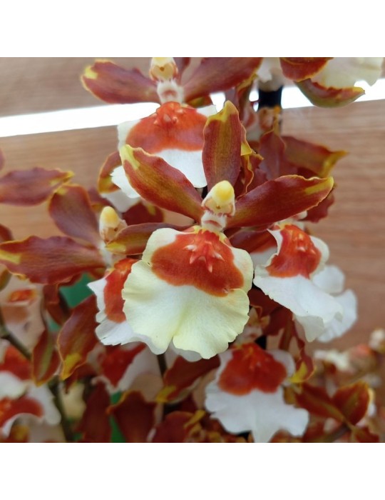 Orchidée Oncidium Jungle Monarch, vente