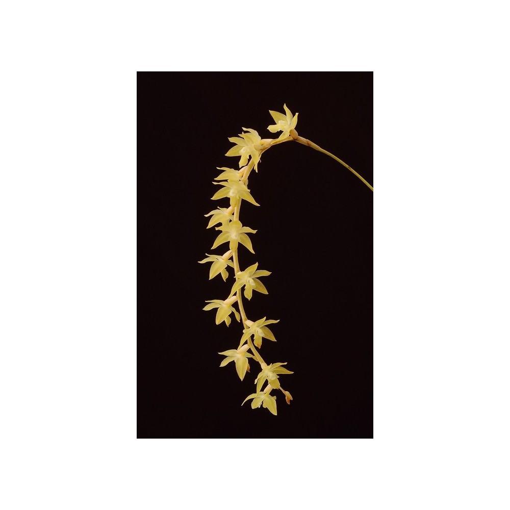 Dendrochilum cornutum