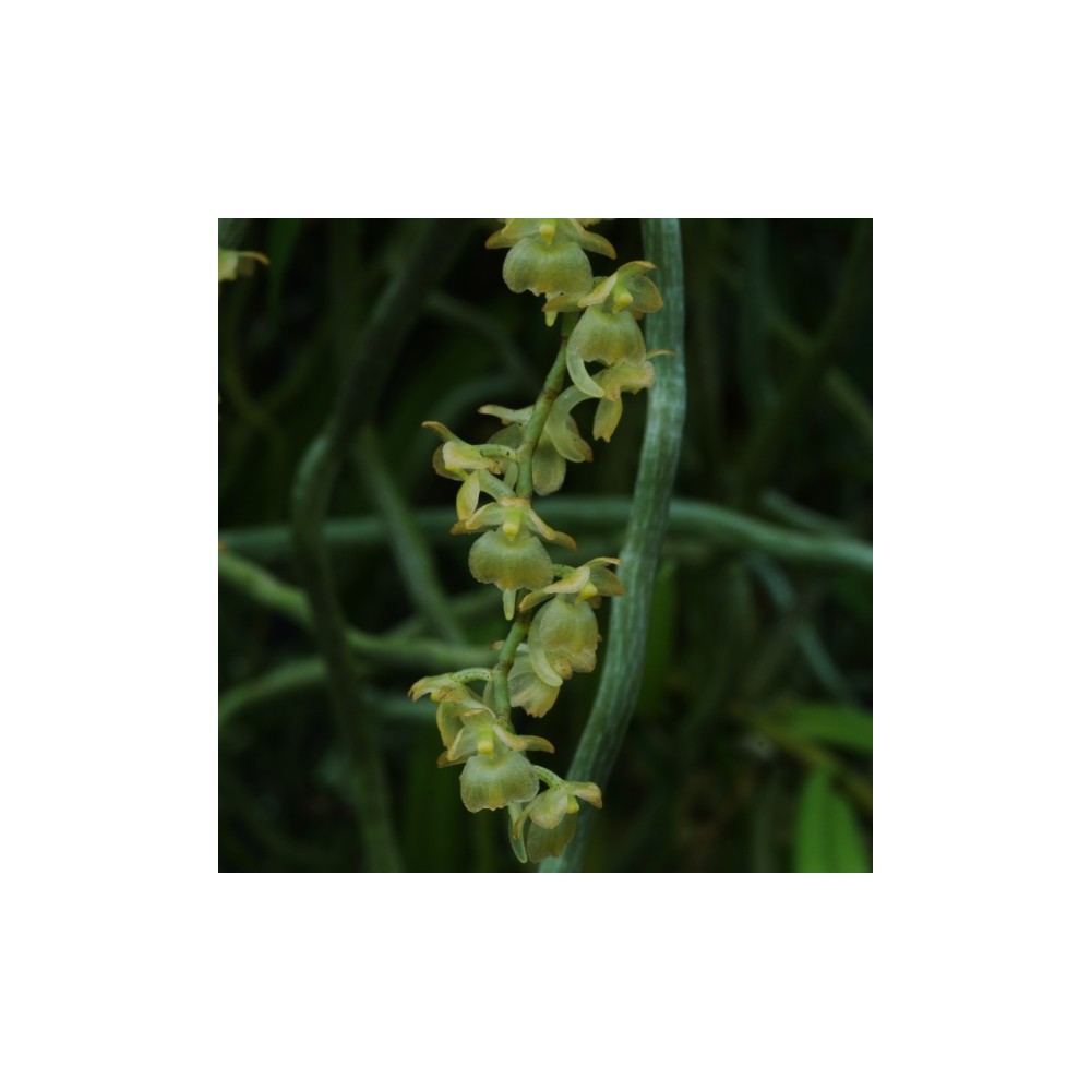 Rhipidoglossum cuneatum