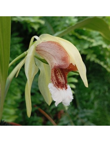 Coelogyne speciosa en sphaigne