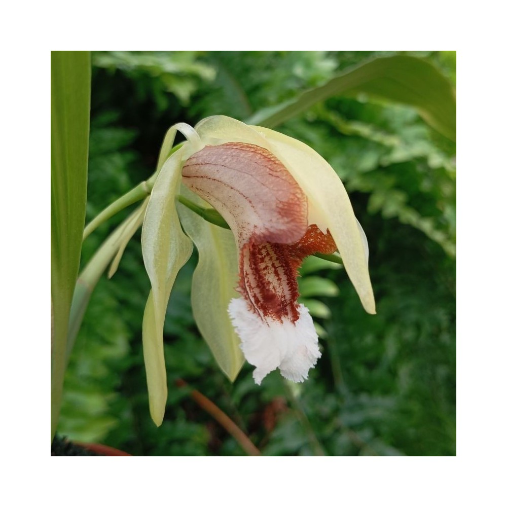 Coelogyne speciosa orchidée, vente
