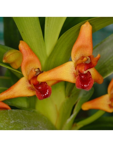 Maxillaria elatior en sphaigne
