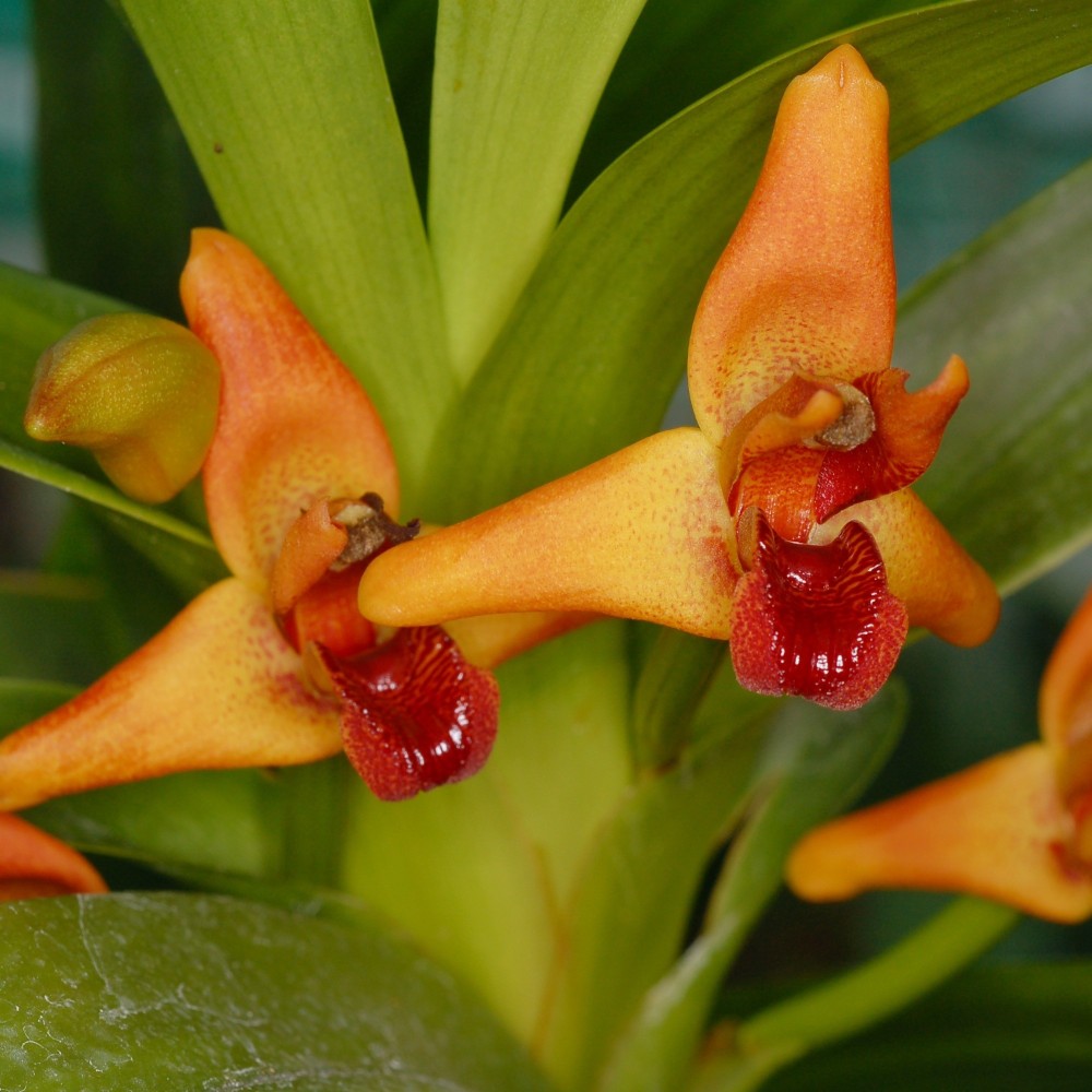 Maxillaria elatior, vente