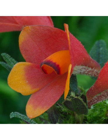 Dendrobium cuthbertsonii