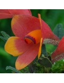 Dendrobium cuthbertsonii