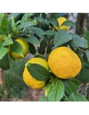 Yuzu (Fruit), vente à la pièce ou au kilo