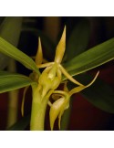 Epidendrum sp.