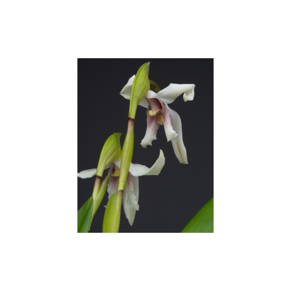 Maxillaria augustae-victoriae