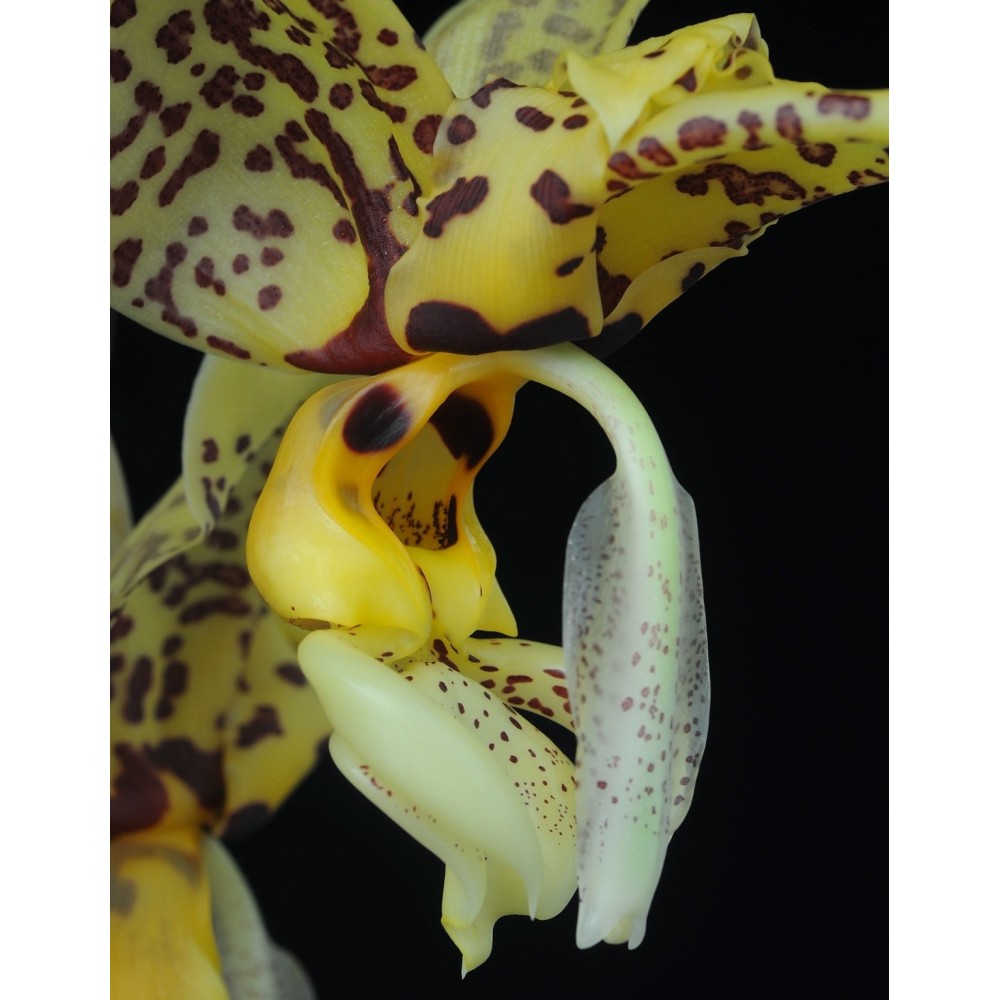 Stanhopea Assidensis