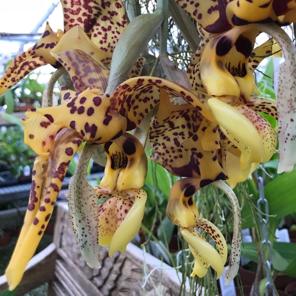 Stanhopea Assidensis