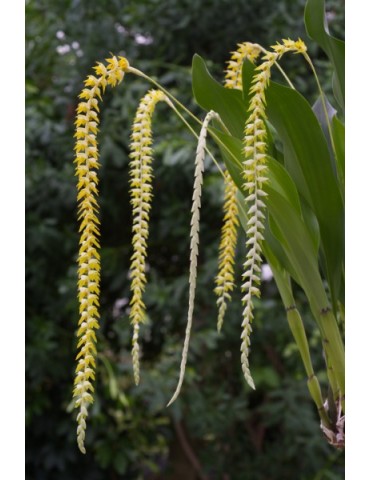 Dendrochilum magnum 2
