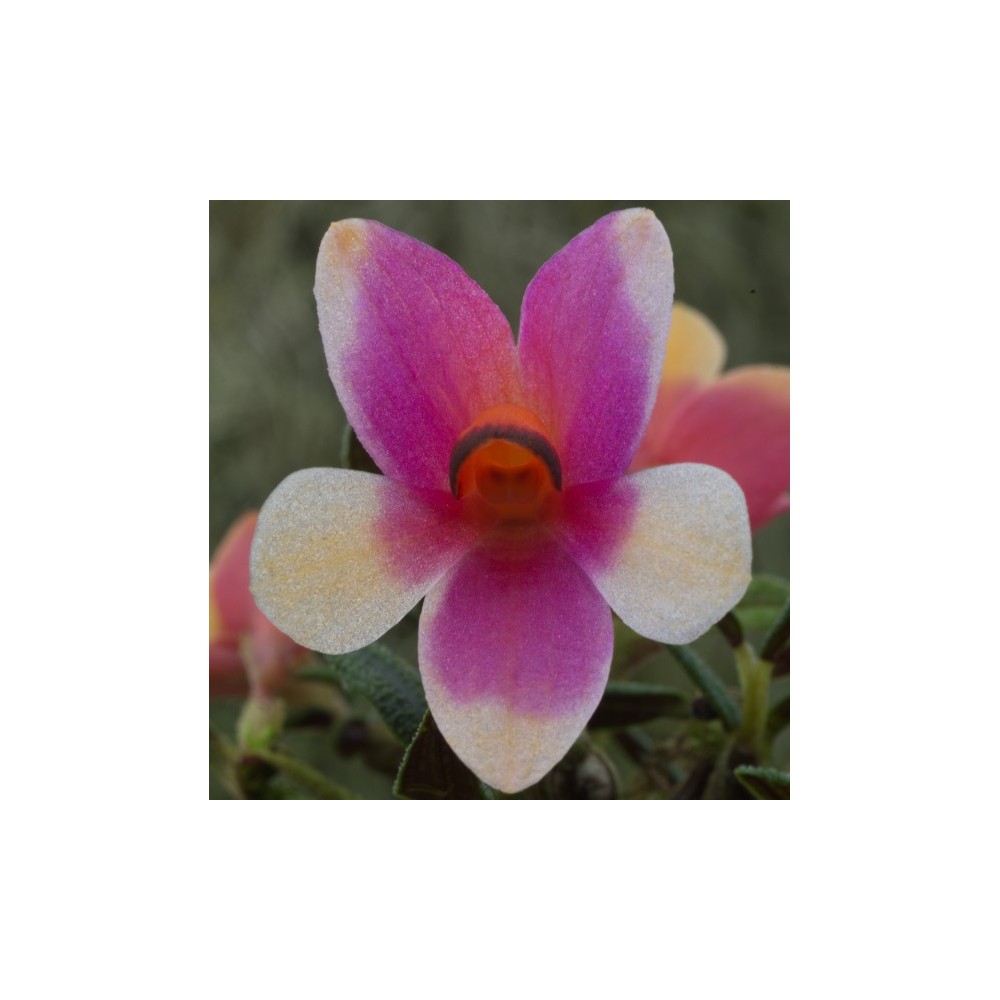Dendrobium cuthbertsonii Dendrobium cuthbertsonii
