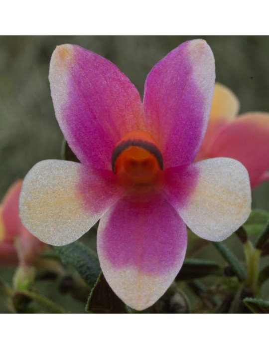 Dendrobium cuthbertsonii Dendrobium cuthbertsonii