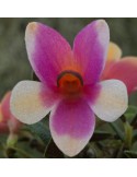 Dendrobium cuthbertsonii